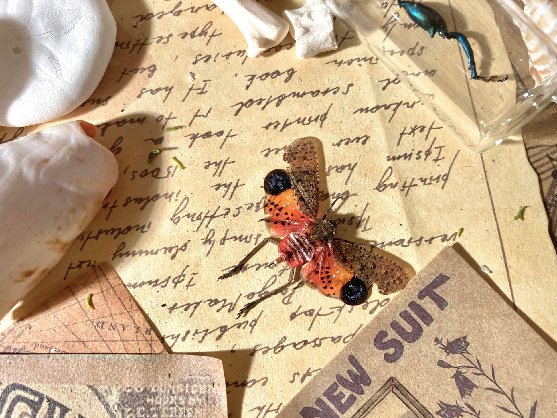 Penthicodes Atomaria ONE REAL red pink fulgorid, Mounted, Wings spread