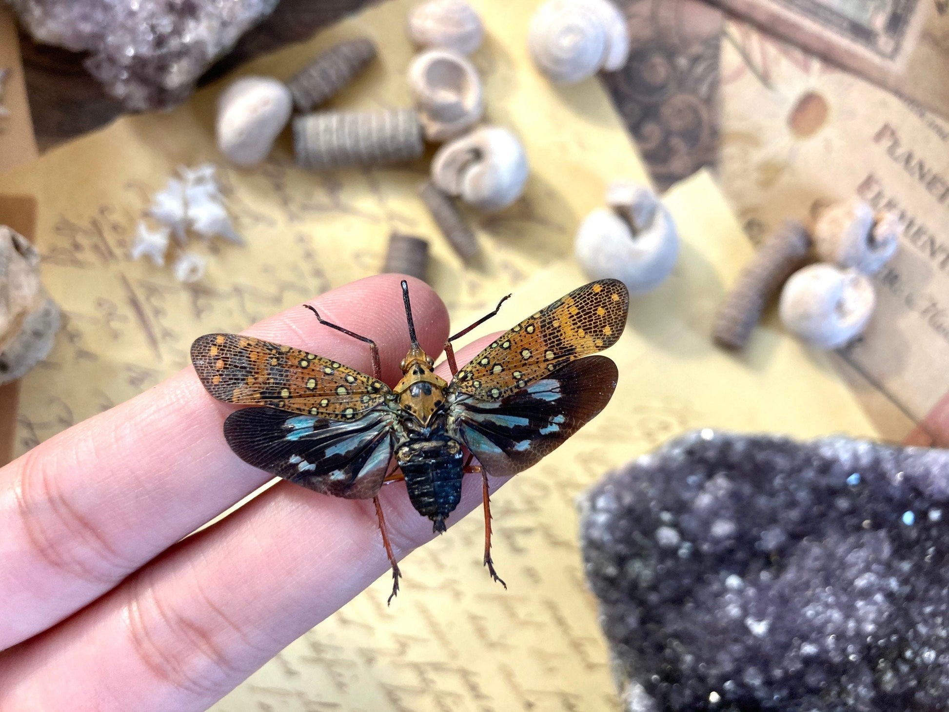 Saiva Bullata, Spread or Unmounted, Leaf Hopper, Entomology, Real Lanternfly, Spread Saiva bullata, Insects