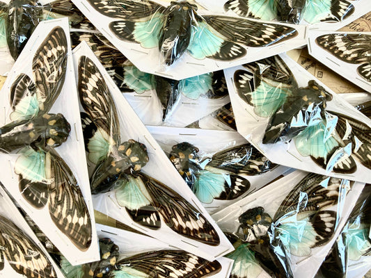 WHOLESALE 10-20 Blue Cicada Specimens, Tosena splendida, Entomology, Taxidermy, Real Cicada, Wholesale Insects, Spread and Ready to Mount
