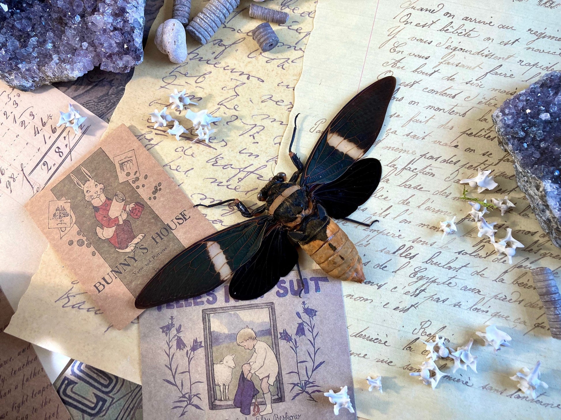 Real Tosena Albata Cicada  Spread Ready for your Project DIY