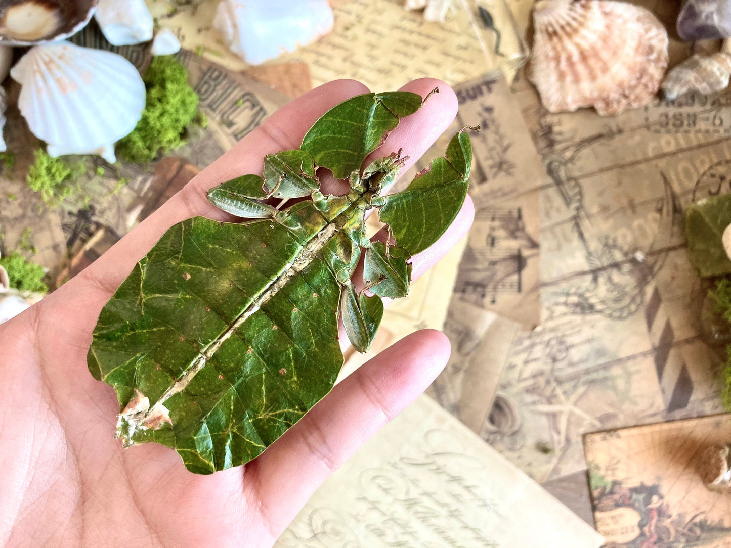 Phyllium pulchrifolium (FEMALE) Real walking leaf stick bug green indonesian leaf mimic insect