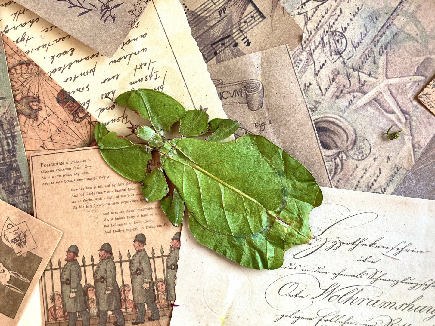 Phyllium pulchrifolium (FEMALE) Real walking leaf stick bug green indonesian leaf mimic insect