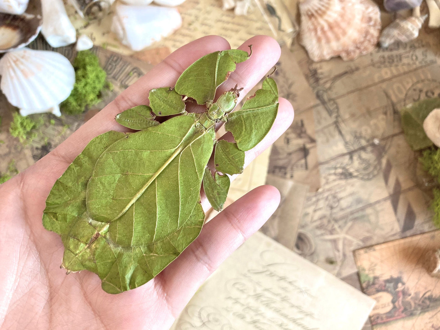 Phyllium pulchrifolium (FEMALE) Real walking leaf stick bug green indonesian leaf mimic insect