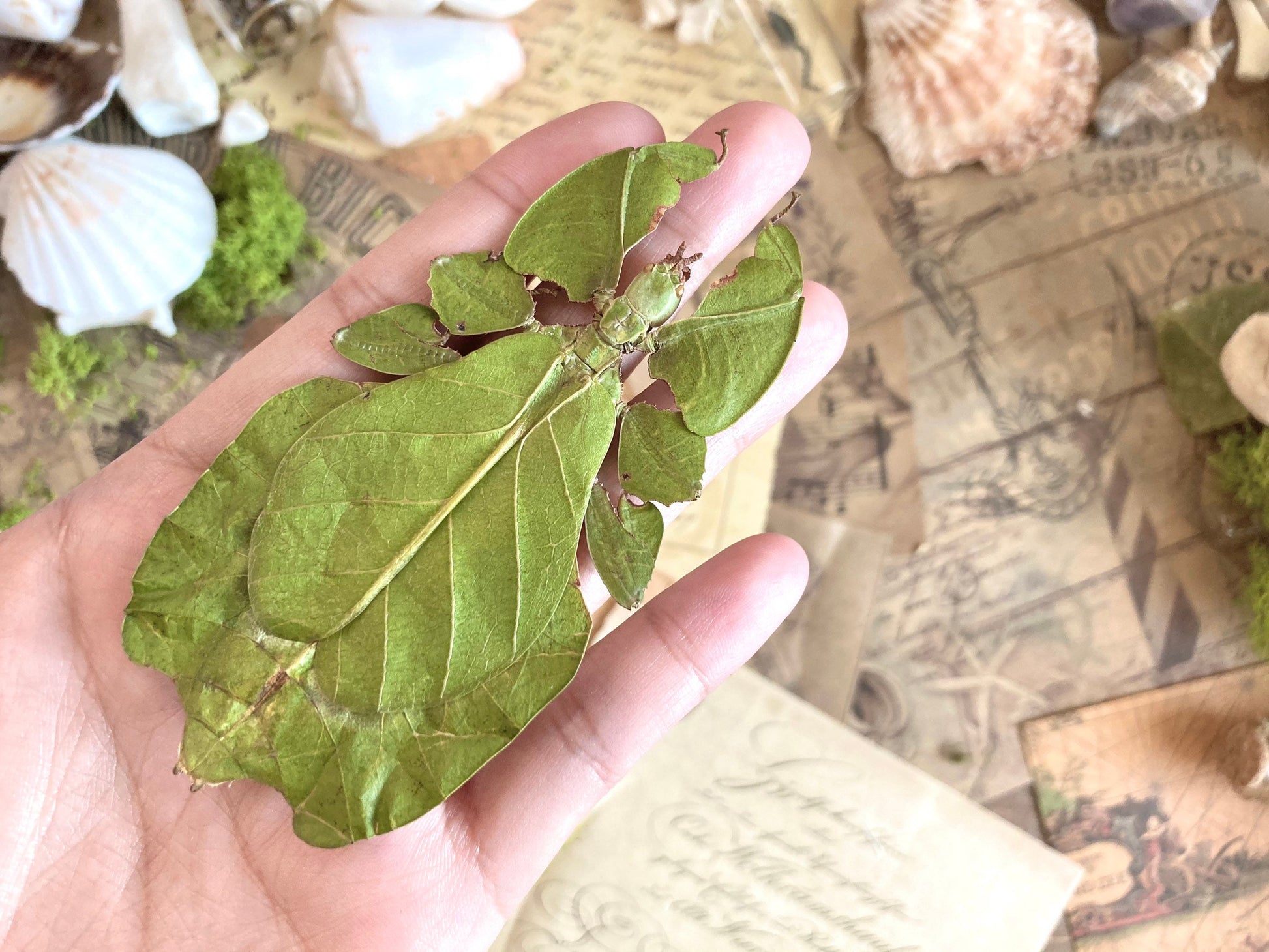 Phyllium pulchrifolium (FEMALE) Real walking leaf stick bug green indonesian leaf mimic insect