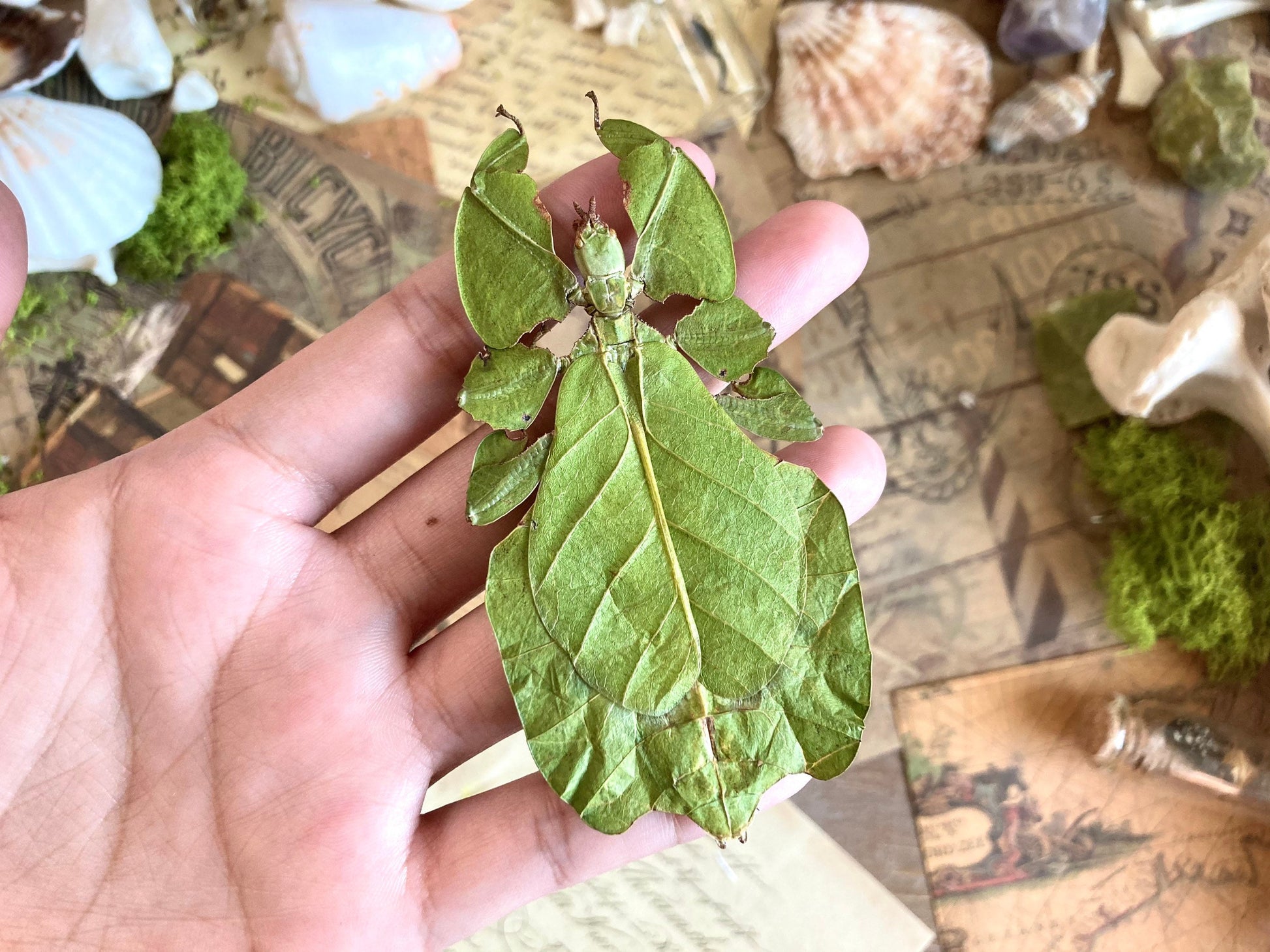 Phyllium pulchrifolium (FEMALE) Real walking leaf stick bug green indonesian leaf mimic insect