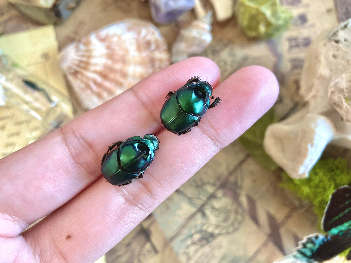 Pair of Onthophagus mouhoti, Real dung beetle pair male female, Real Beetle, Insects, Entomology