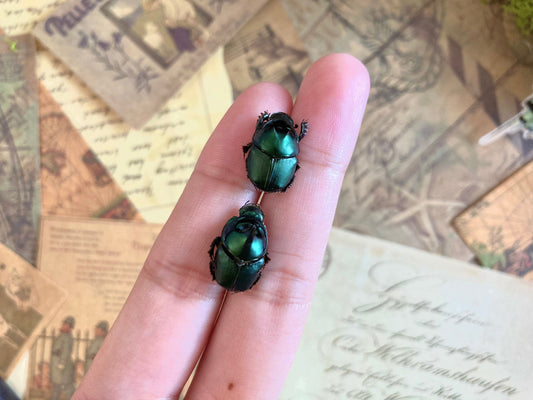 Pair of Onthophagus mouhoti, Real dung beetle pair male female, Real Beetle, Insects, Entomology