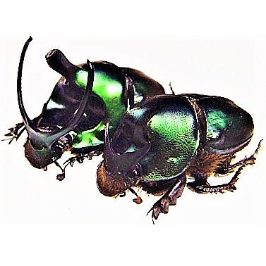 Pair of Onthophagus mouhoti, Real dung beetle pair male female, Real Beetle, Insects, Entomology