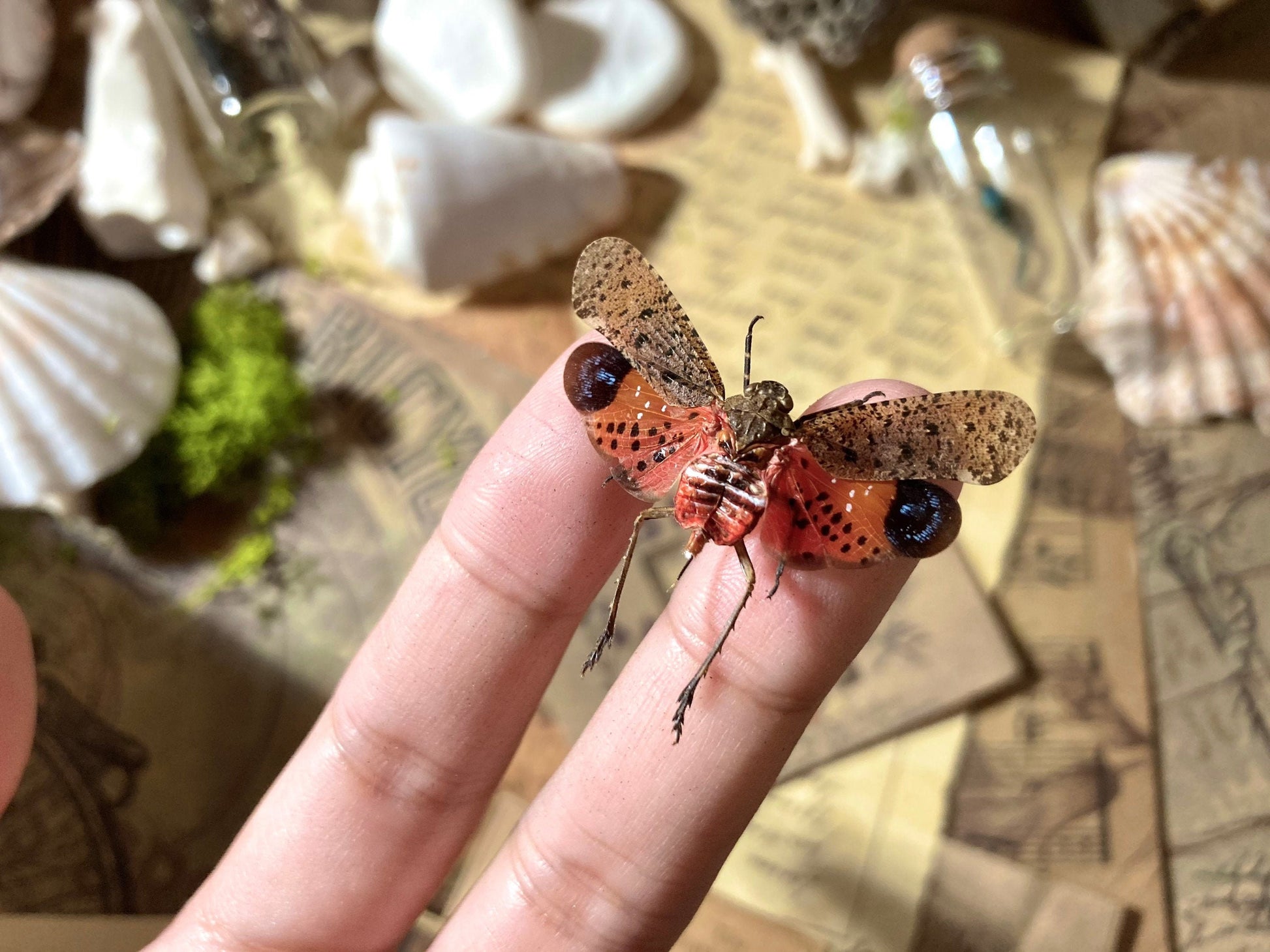 Penthicodes Atomaria ONE REAL red pink fulgorid, Mounted, Wings spread