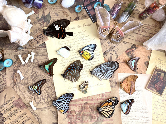 A Pack of 10, 25, 50, 100 Ethically Sourced Butterflies from Malaysia and Peru, Unmounted Butterflies Lepidoptera Farmed Specimens WHOLESALE