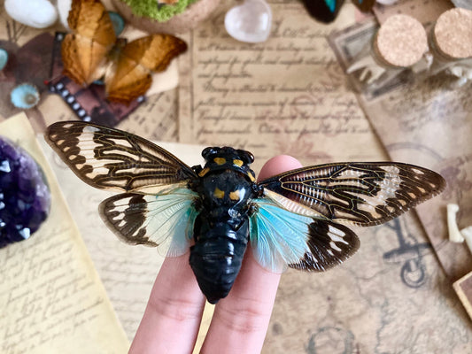 Tosena splendida Spread, Blue cicada , Real Cicada, Entomology, Real Insects, Insect Specimen, Spread and Ready to Mount