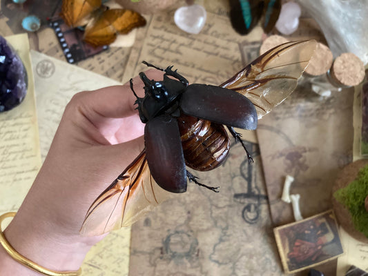 LARGE Spread Eupatorus birmanicus ONE Real bunny rabbit ears Rhinoceros Beetle Unmounted Packaged Thailand