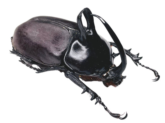 LARGE Spread Eupatorus birmanicus ONE Real bunny rabbit ears Rhinoceros Beetle Unmounted Packaged Thailand