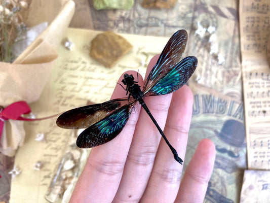 Euphaea variegata, Teal and Violet Glittering Damselfly, Real Dragonfly, spread and ready to mount