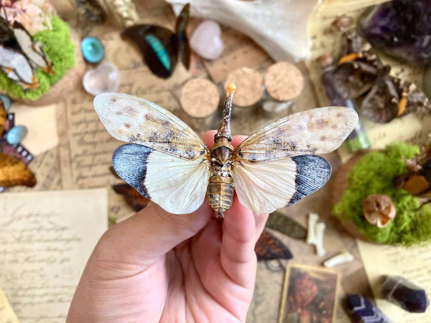 Pyrops astarte (White), Unmounted, real lanternfly, entomology, insect specimen, oddity and curiosity, real winged insect