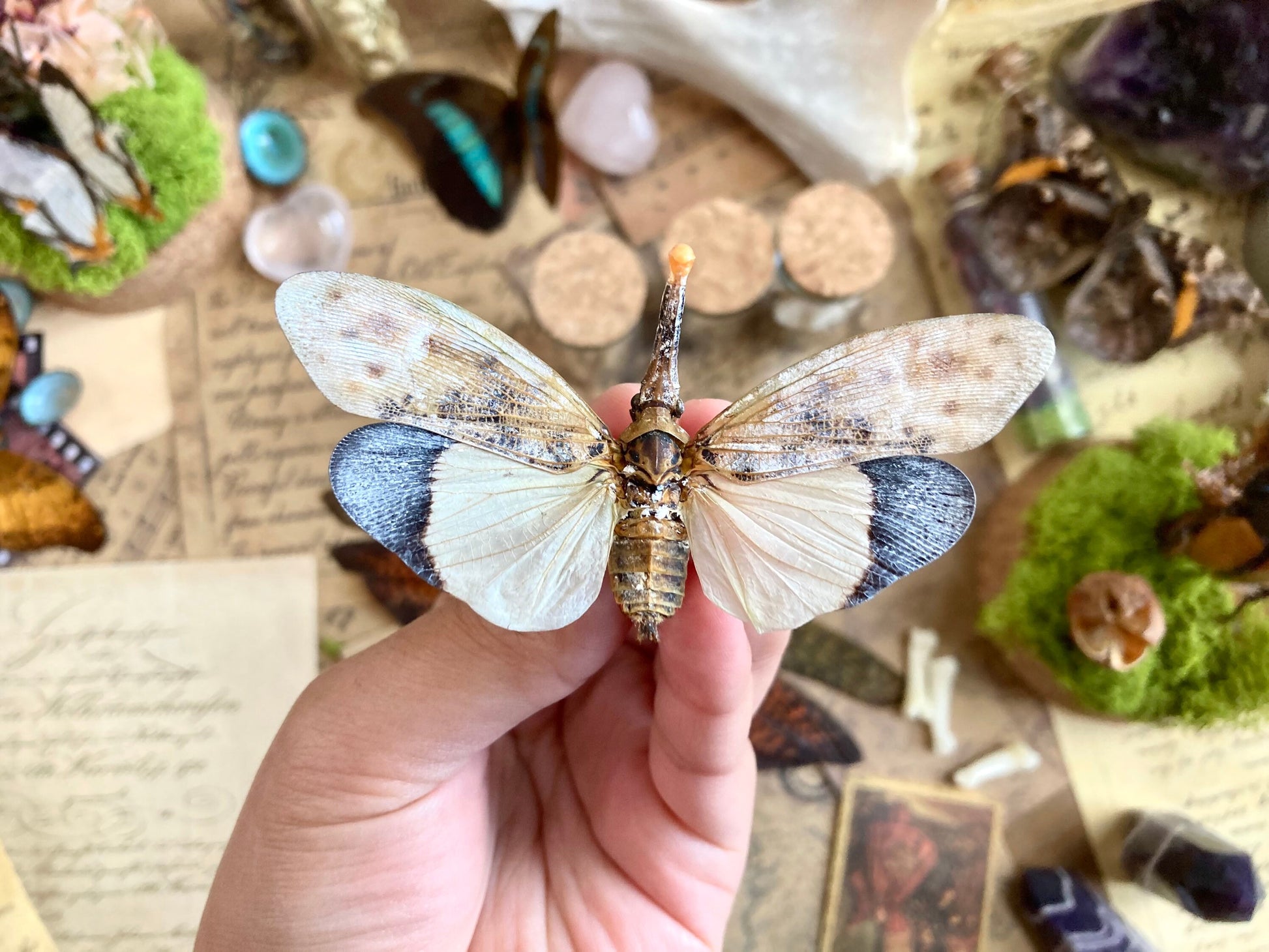 Pyrops astarte (White), Unmounted, real lanternfly, entomology, insect specimen, oddity and curiosity, real winged insect