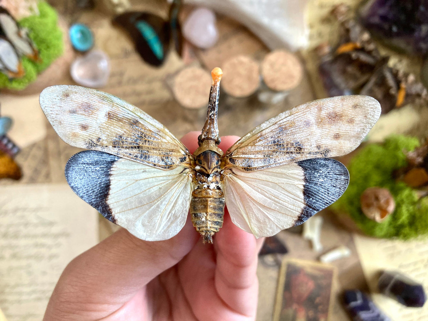 Pyrops astarte (White), Unmounted, real lanternfly, entomology, insect specimen, oddity and curiosity, real winged insect