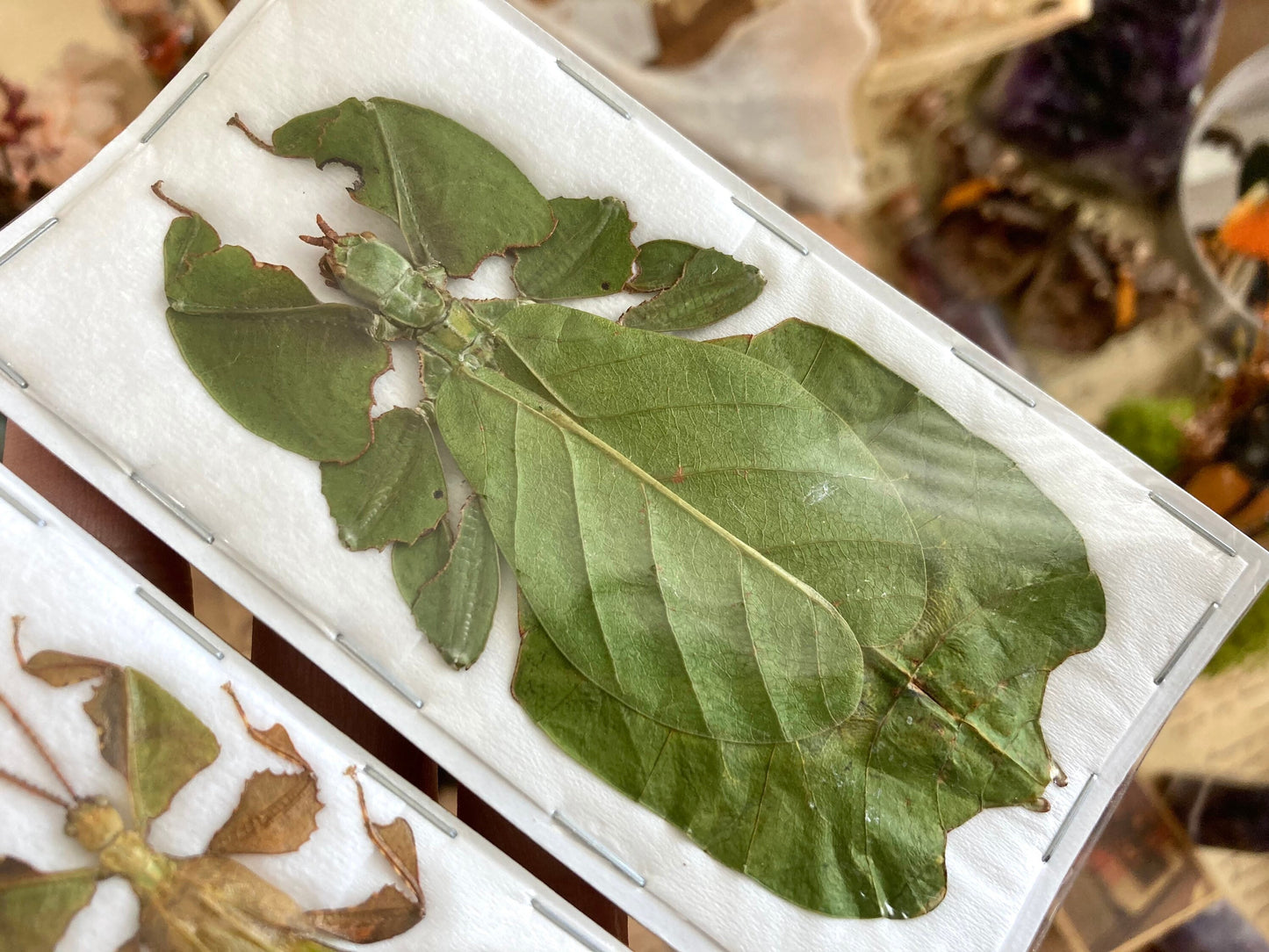 PAIR Phyllium pulchrifolium (Male+Female), Real walking leaf stick bug green indonesian leaf mimic insect