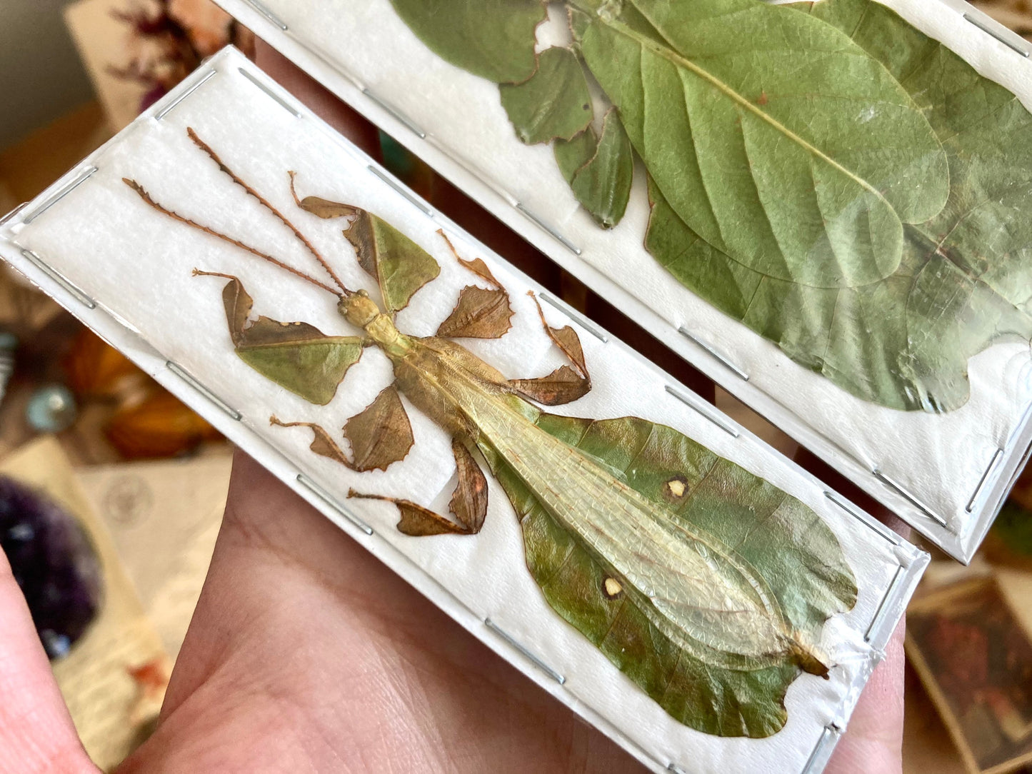 PAIR Phyllium pulchrifolium (Male+Female), Real walking leaf stick bug green indonesian leaf mimic insect