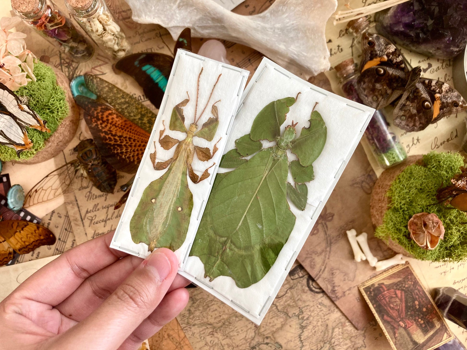 PAIR Phyllium pulchrifolium (Male+Female), Real walking leaf stick bug green indonesian leaf mimic insect