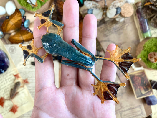 Rhacophorus reinwardtii, green flying frog, Real Taxidermy, spread and ready to mount