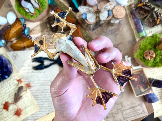 Rhacophorus reinwardtii, green flying frog, Real Taxidermy, spread and ready to mount