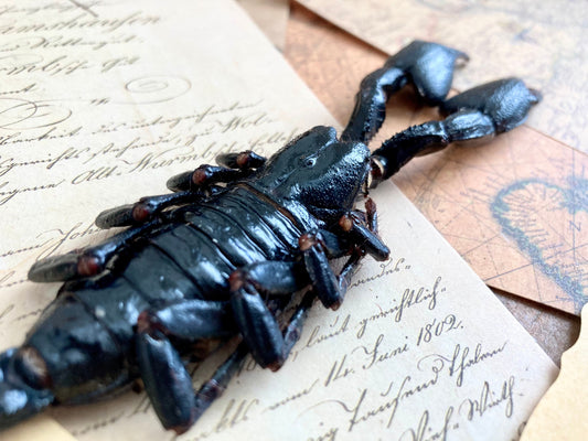 LARGE Heterometrus cyaneus, One Real Giant Indonesian forest scorpion, entomology, taxidermy, art craft, real scorpion