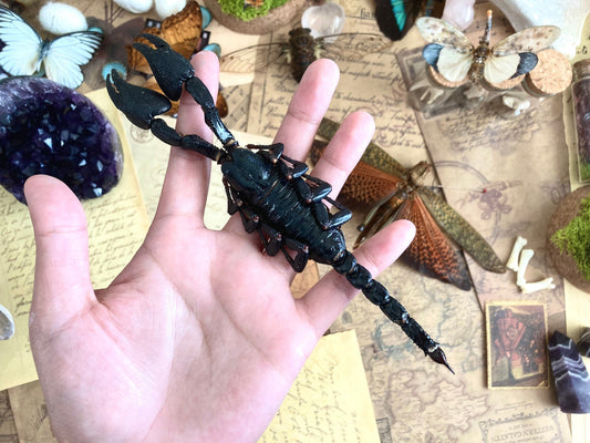 LARGE Heterometrus cyaneus, One Real Giant Indonesian forest scorpion, entomology, taxidermy, art craft, real scorpion
