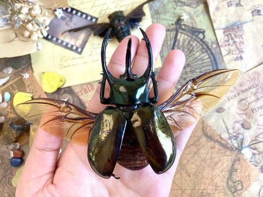 Chalcosoma atlas keyboh (Sumatra) +70-75mm, +50~+55mm,  unmounted LARGE Chalcosoma atlas keyboh,  rhinoceros beetle, Indonesia