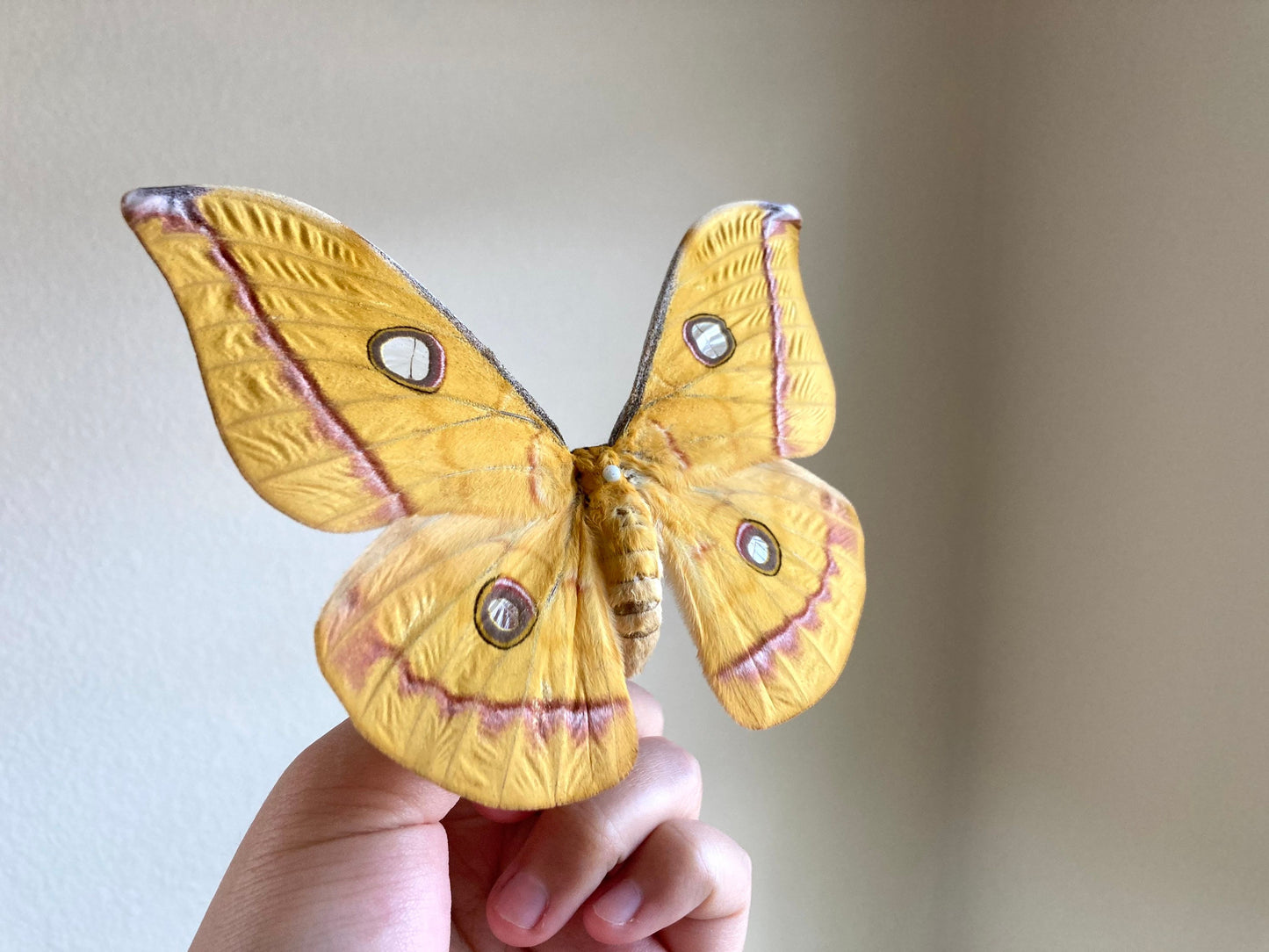 Real yellow Saturn moth - Antheraea jana - female (Yellow version) - ONE Real Moth - Entomology - Lepidoptera