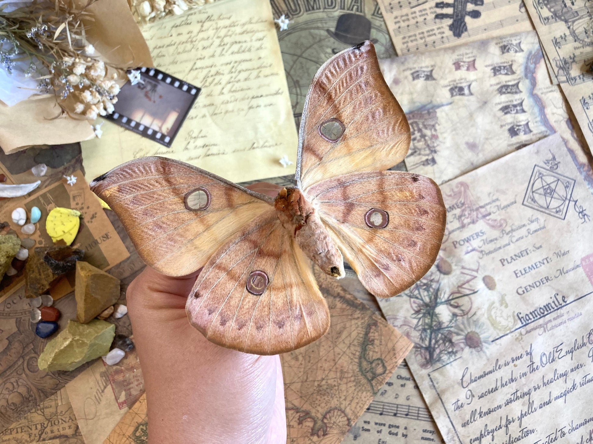 Real yellow Saturn moth - Antheraea jana - female (Yellow version) - ONE Real Moth - Entomology - Lepidoptera