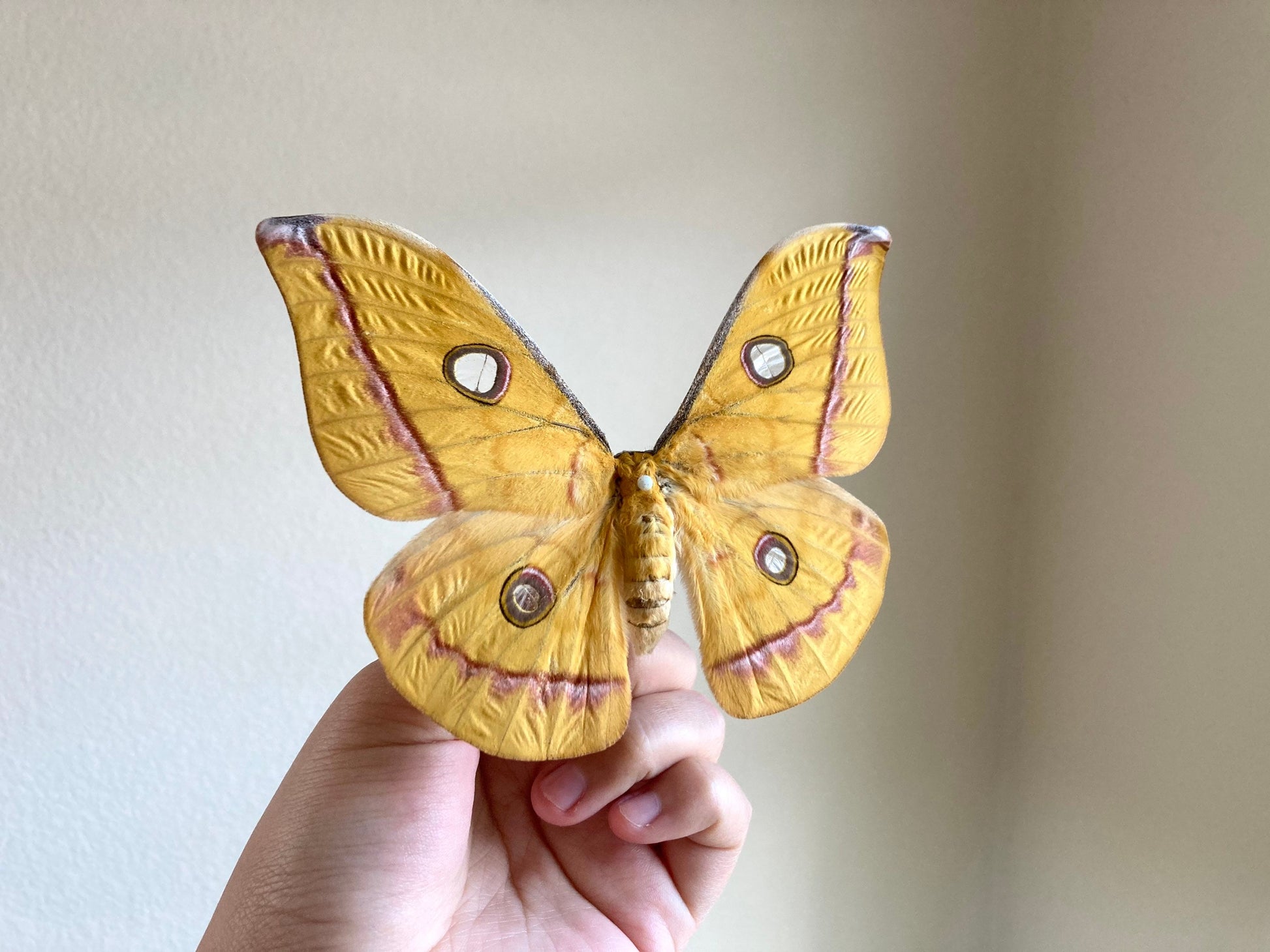 Real yellow Saturn moth - Antheraea jana - female (Yellow version) - ONE Real Moth - Entomology - Lepidoptera