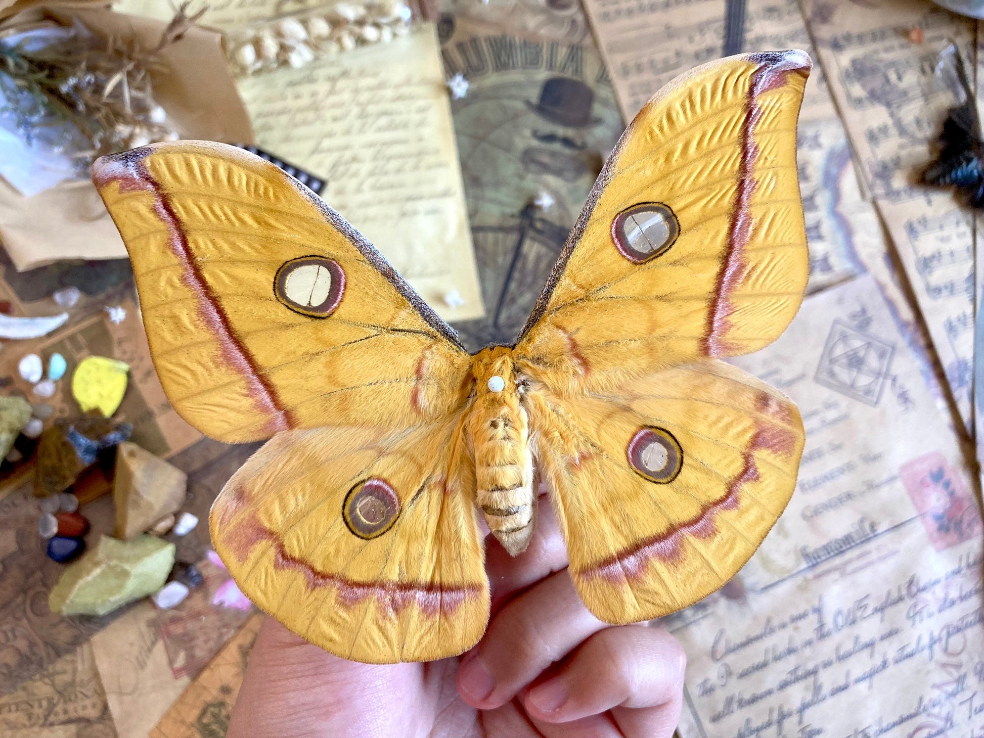 Real yellow Saturn moth - Antheraea jana - female (Yellow version) - ONE Real Moth - Entomology - Lepidoptera