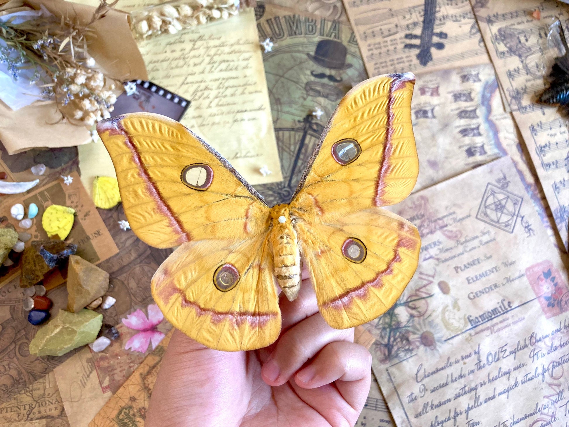 Real yellow Saturn moth - Antheraea jana - female (Yellow version) - ONE Real Moth - Entomology - Lepidoptera