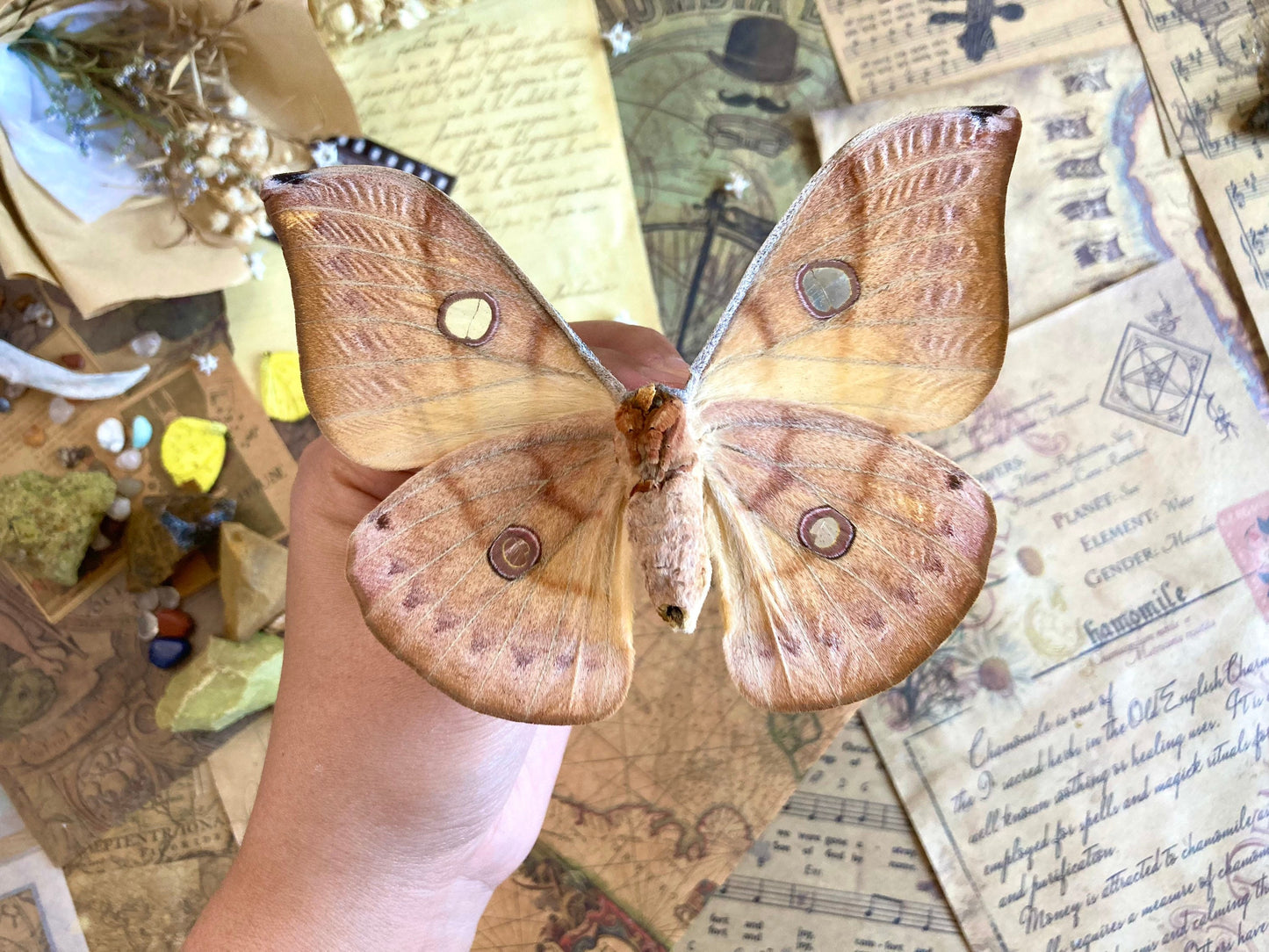 Real yellow Saturn moth - Antheraea jana - female (Yellow version) - ONE Real Moth - Entomology - Lepidoptera