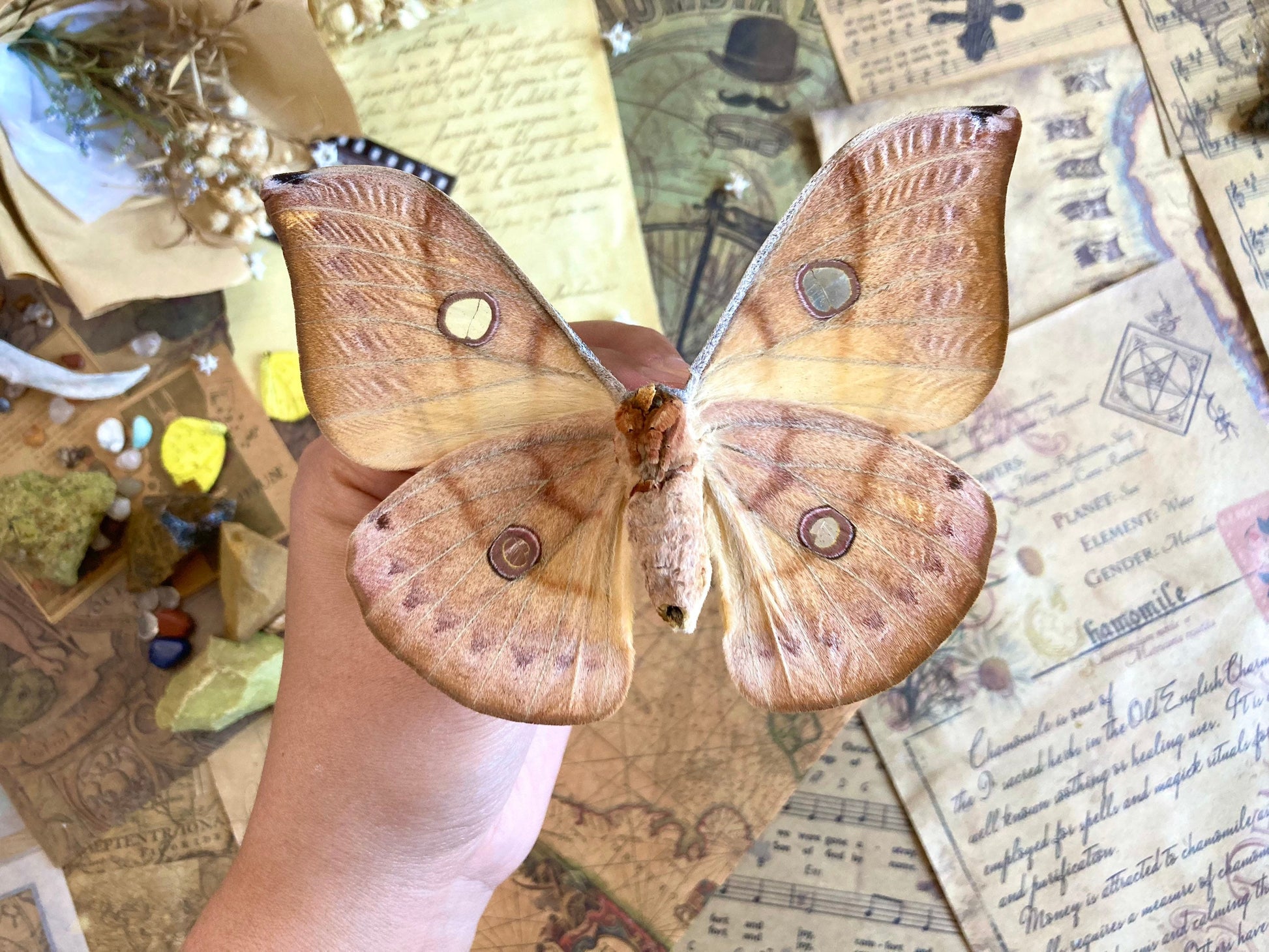 Real yellow Saturn moth - Antheraea jana - female (Yellow version) - ONE Real Moth - Entomology - Lepidoptera