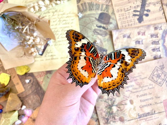 Cethosia hypsea hypsina Malay Lacewing, spread and ready to mount, Lepidoptera, butterfly