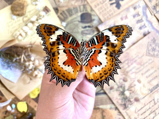 Cethosia hypsea hypsina Malay Lacewing, spread and ready to mount, Lepidoptera, butterfly