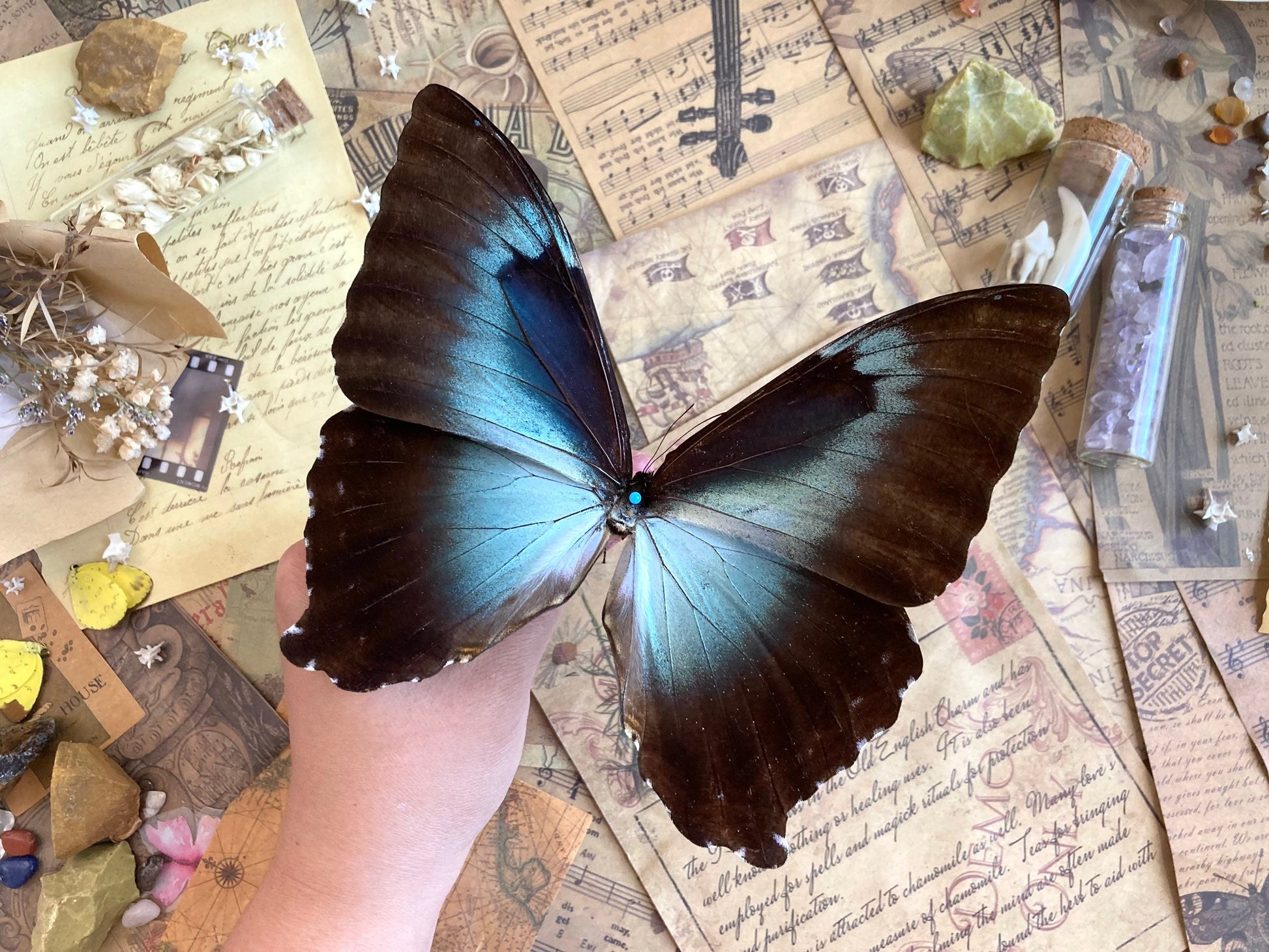 Morpho cisseis gahua (Brown), Morpho Butterfly, Large butterfly, Entomology, Lepidoptera, Laminated wings