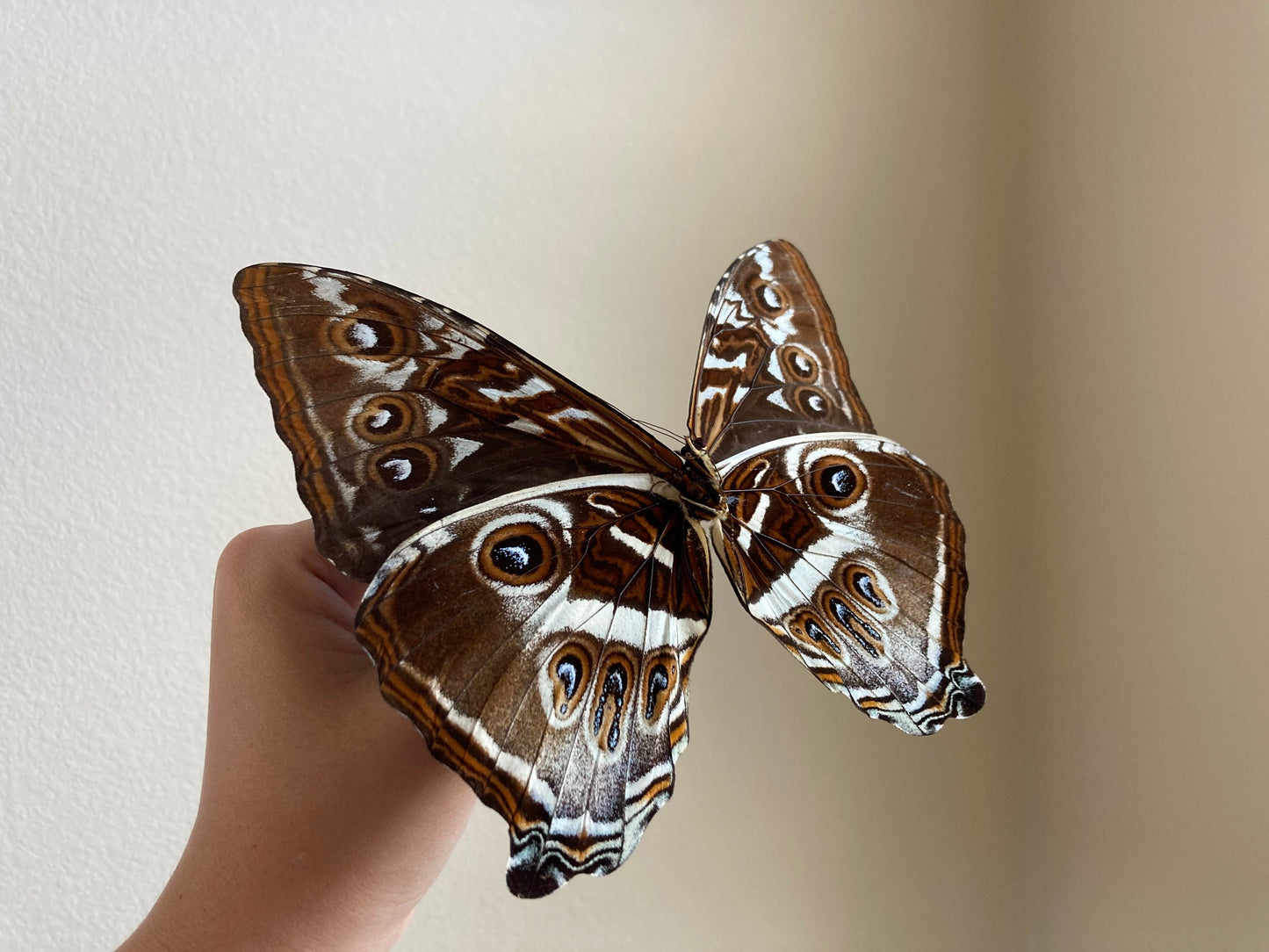 Morpho cisseis gahua (Brown), Morpho Butterfly, Large butterfly, Entomology, Lepidoptera, Laminated wings