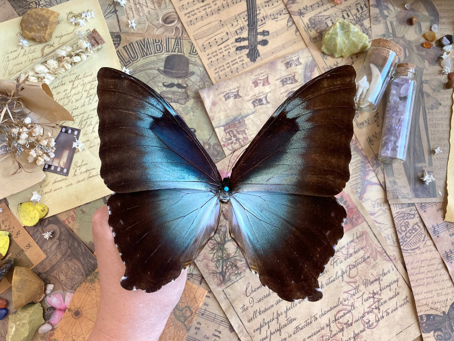 Morpho cisseis gahua (Brown), Morpho Butterfly, Large butterfly, Entomology, Lepidoptera, Laminated wings