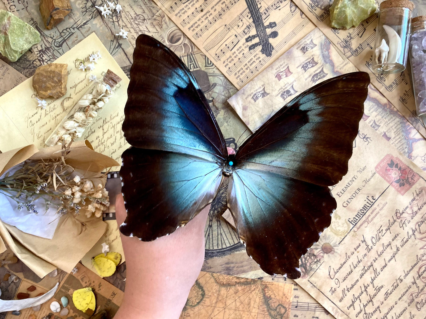 Morpho cisseis gahua (Brown), Morpho Butterfly, Large butterfly, Entomology, Lepidoptera, Laminated wings