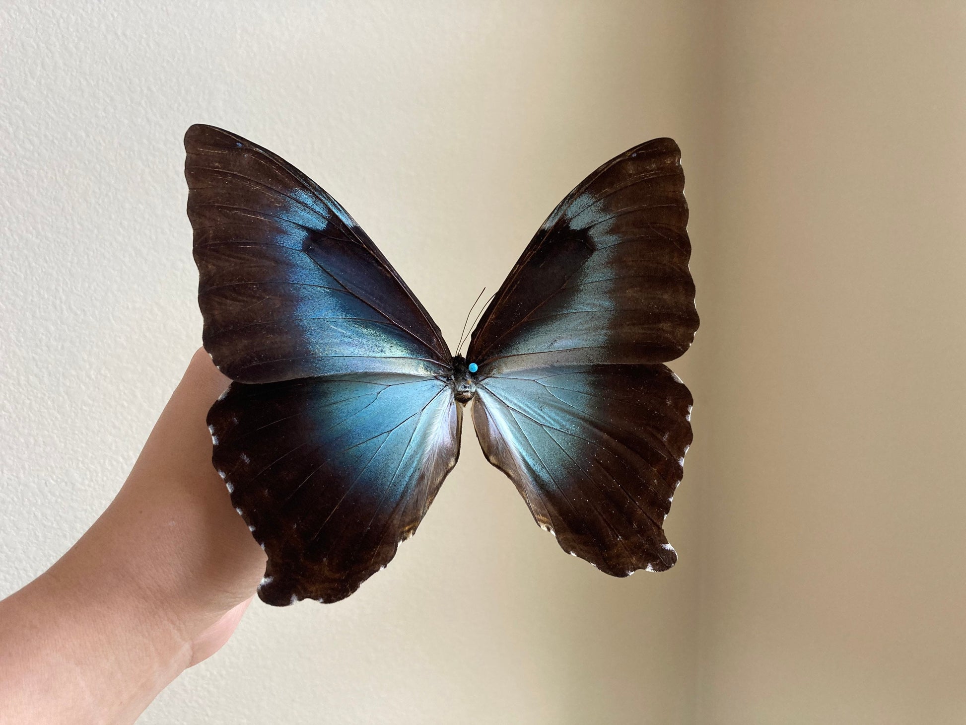 Morpho cisseis gahua (Brown), Morpho Butterfly, Large butterfly, Entomology, Lepidoptera, Laminated wings