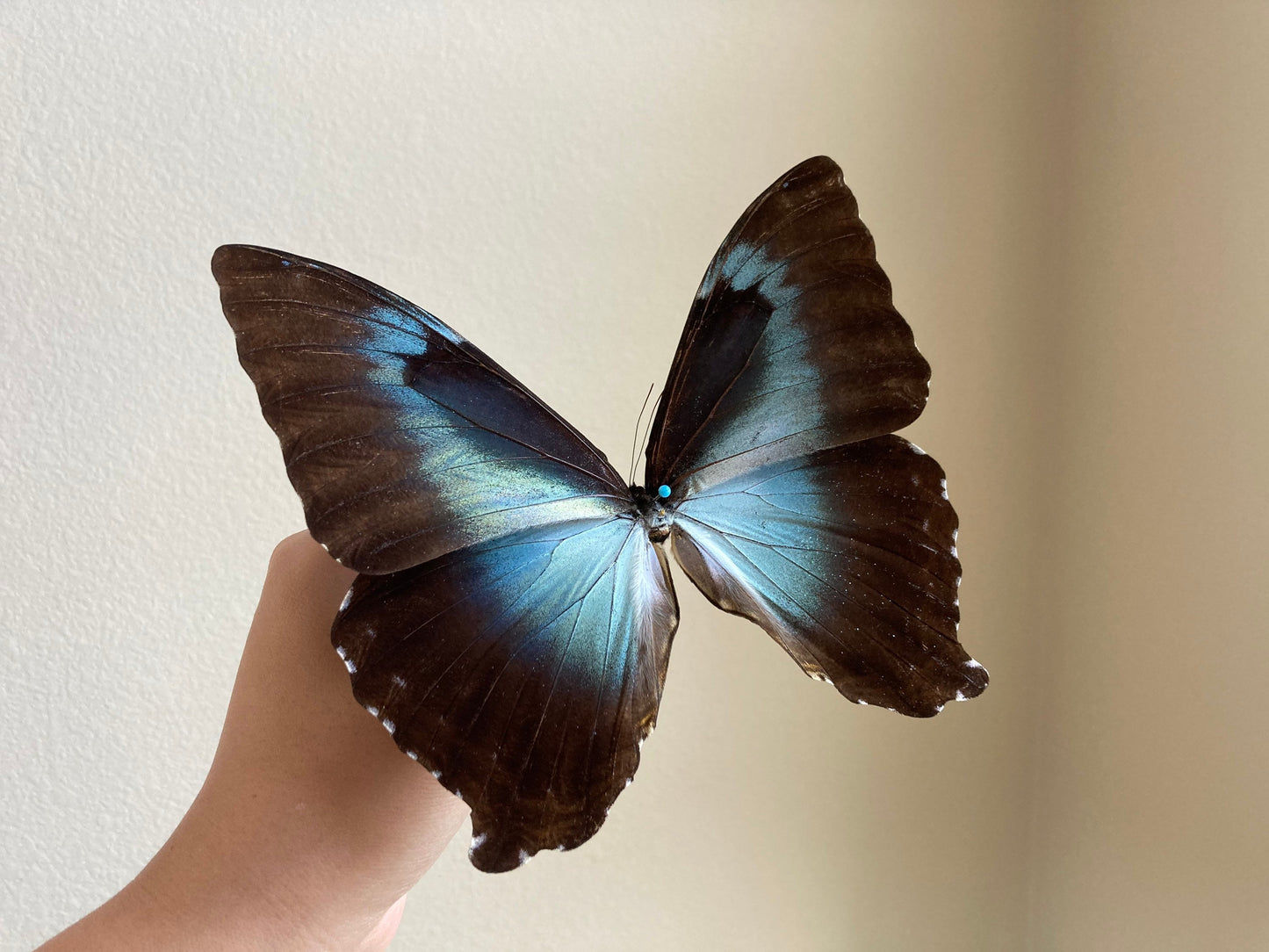 Morpho cisseis gahua (Brown), Morpho Butterfly, Large butterfly, Entomology, Lepidoptera, Laminated wings
