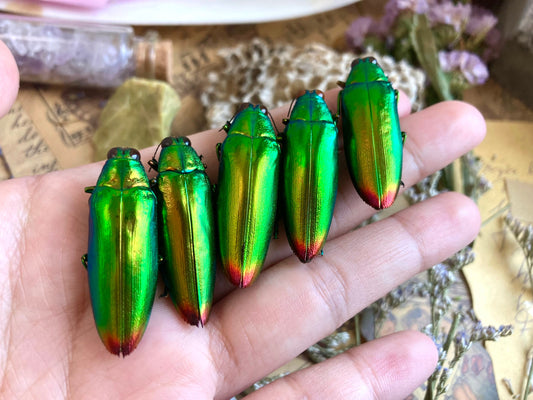 Real Green Jewel Beetles, 5 pack, Chrysochroa fulminans from Java