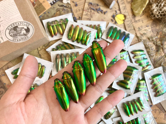 Real Green Jewel Beetles, 5 pack, Chrysochroa fulminans from Java
