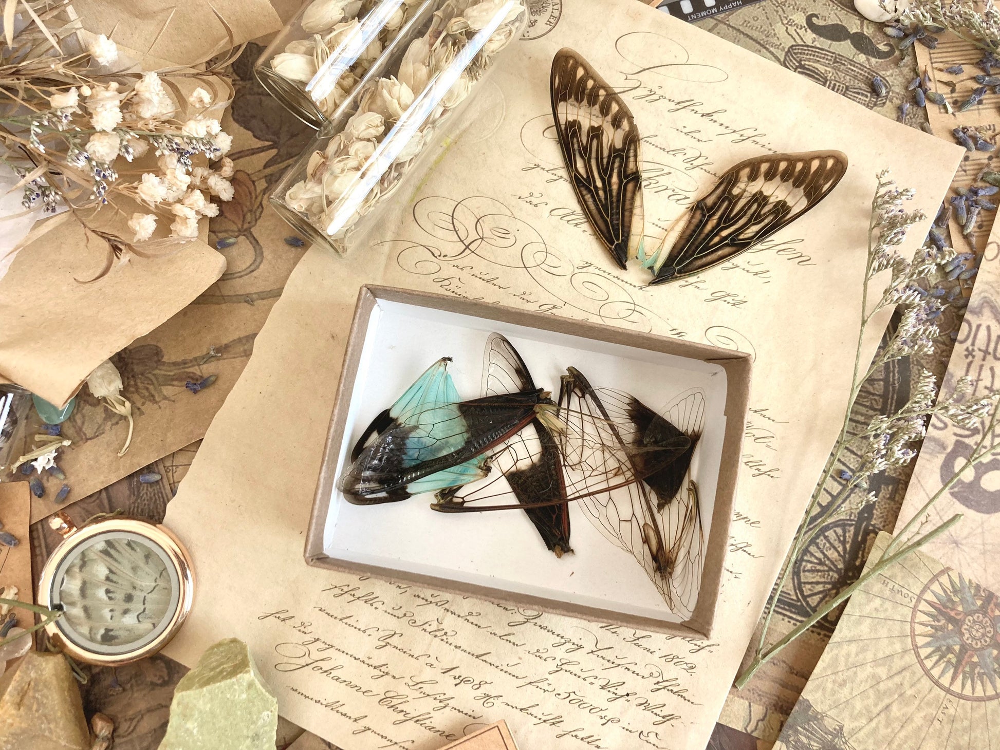 12-24 PACK Real Fairy Wings, Cicada Wings for Crafts, Real Insect Wings, Fairy wings, curiosity, Oddity
