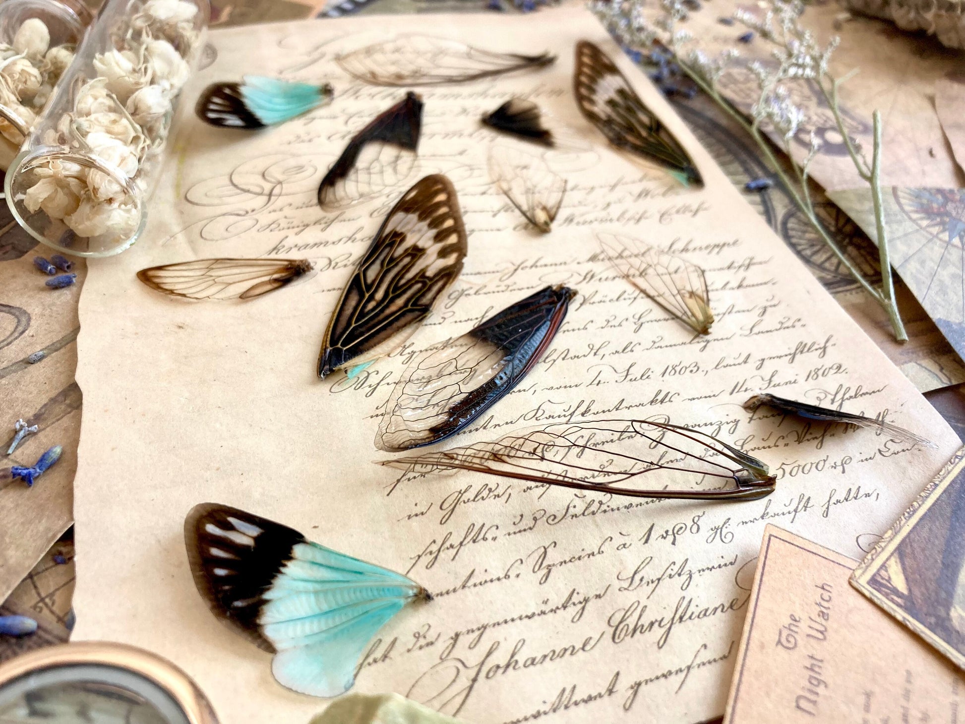 12-24 PACK Real Fairy Wings, Cicada Wings for Crafts, Real Insect Wings, Fairy wings, curiosity, Oddity