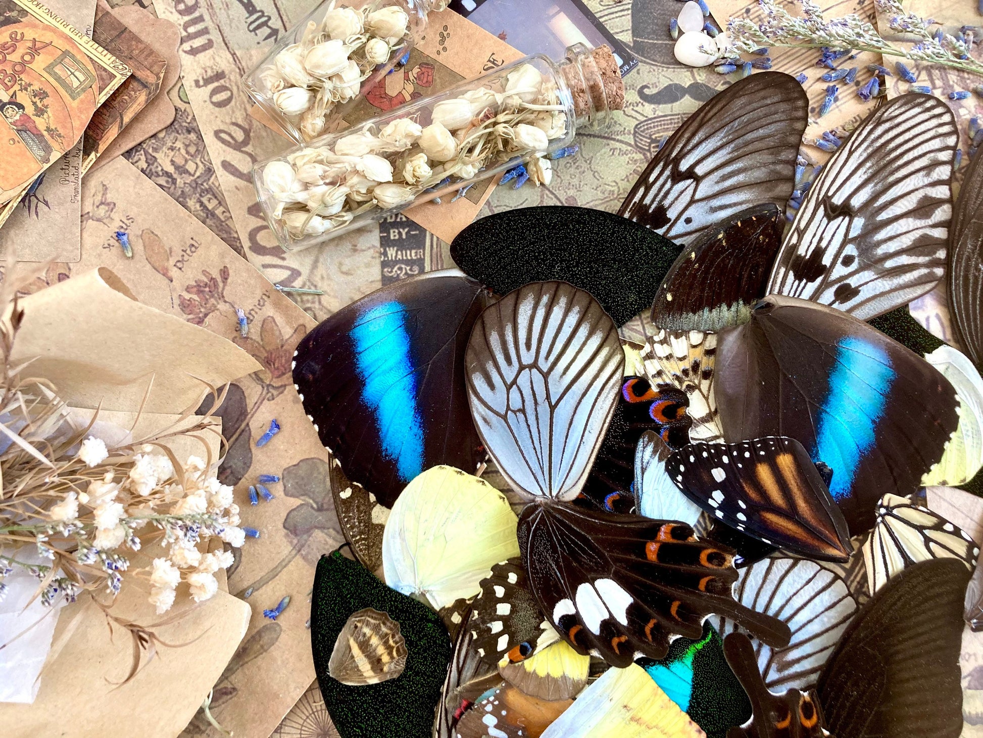 100 Butterfly Wings, A Grade Real Butterfly Wings, Wings for Crafts, Laminated Butterfly Wings, Real Insect Wings