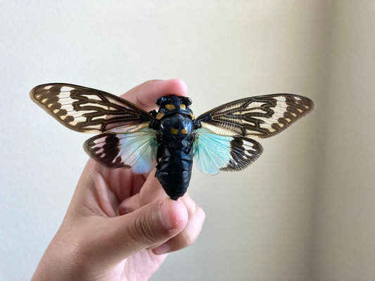 WHOLESALE 10-20 Blue Cicada Specimens, Tosena splendida, Entomology, Taxidermy, Real Cicada, Wholesale Insects, Spread and Ready to Mount